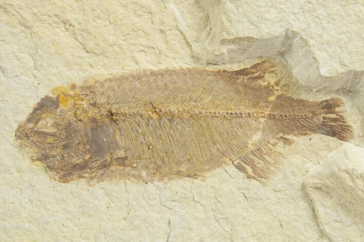Juvenile Phareodus Fish Fossil - Scarce Species #318445